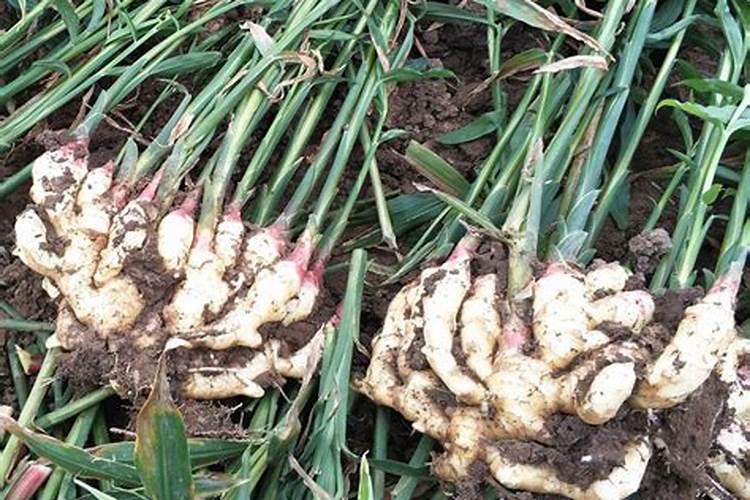 生姜种植什么时候需要施钙肥