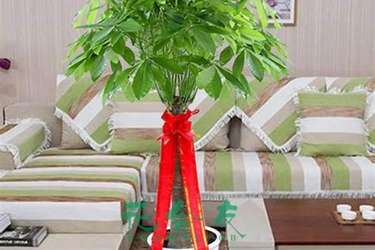 不用浇水不用施肥的花不用浇水施肥也能茁壮成长的是什么