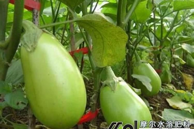 钾肥可适合哪些蔬菜？