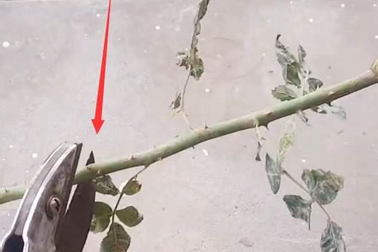 怎样养好绿萝花？