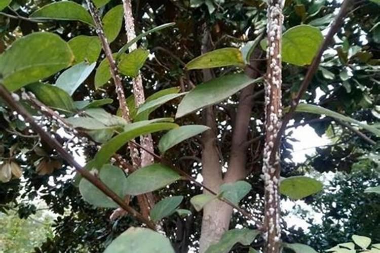 这个调理剂调理红土青苔土可以吗