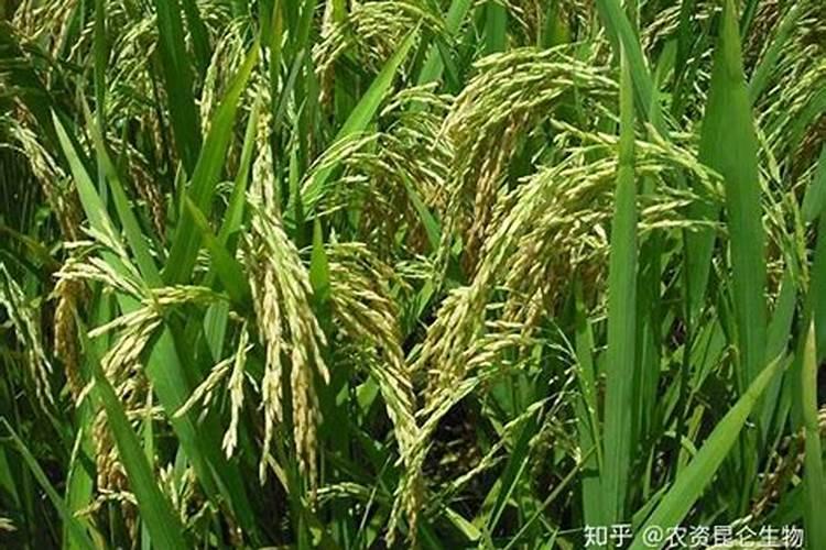 茶枯怎么做肥料