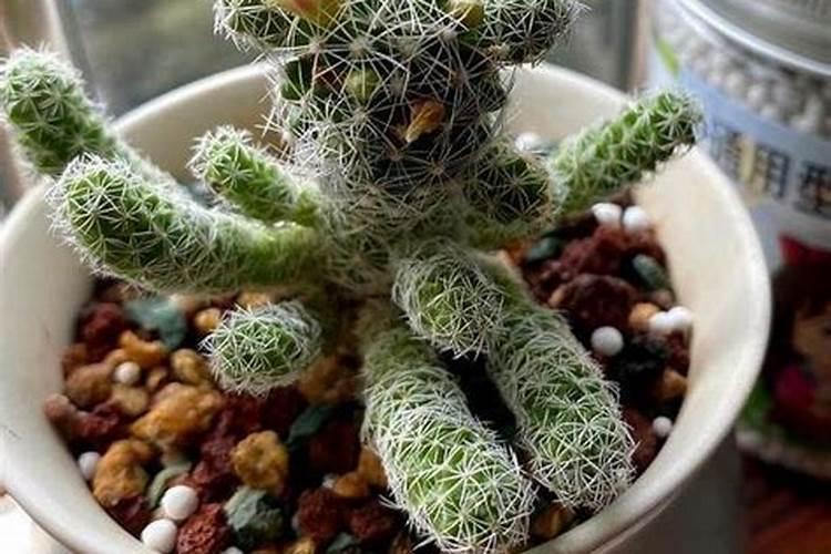 养心菜怎么吃养心菜种植方法