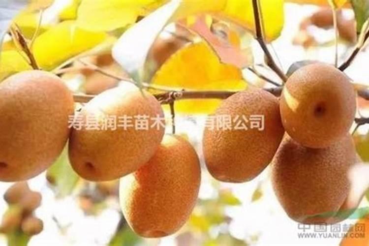 中国最好的果树叶面肥有哪些？