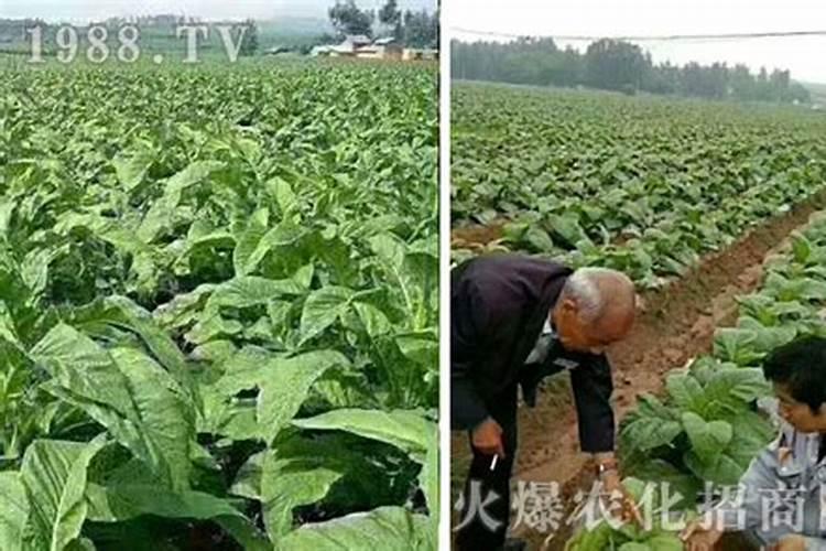 烟草施肥有讲究