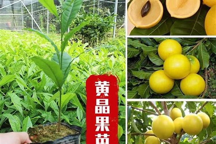 四季果养殖与注意事项