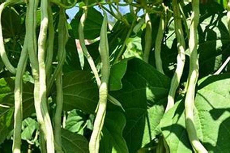 豆角开花期怎样施肥 什么时候施肥产量高