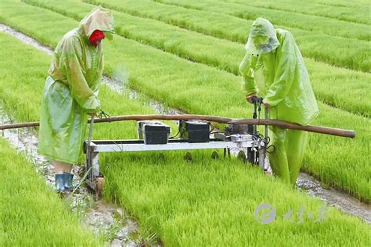 金桔树施什么肥料最好