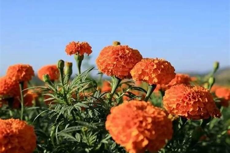 生黄豆水可以浇花吗