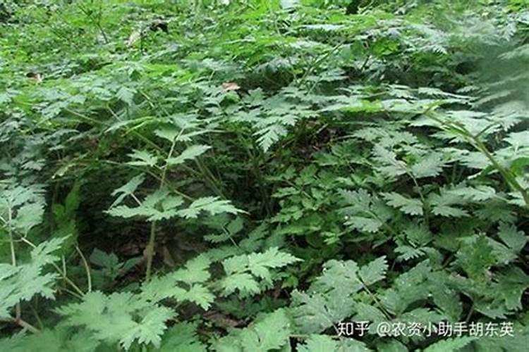 当归种植需要什么肥