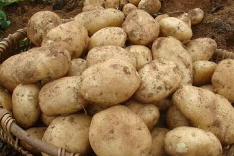 临洮南部南园一带种地膜洋芋施啥肥料好