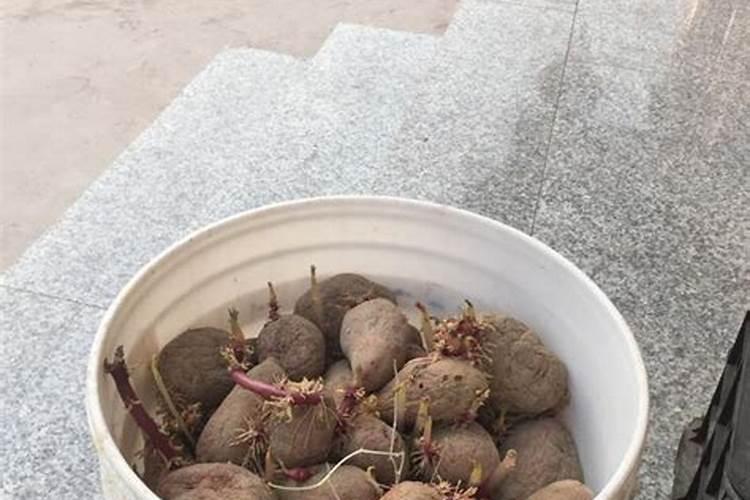 土豆播种,应该怎样施足底肥产量高？