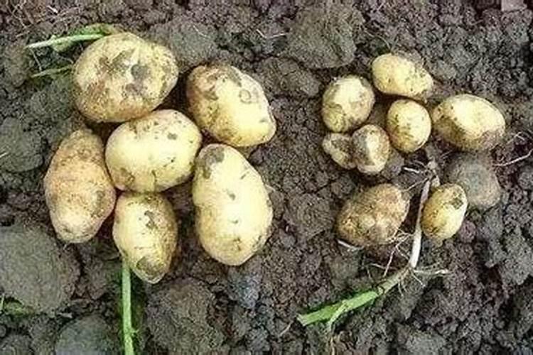 土豆的种植方法