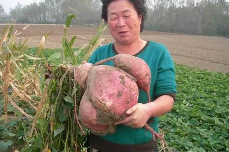 柠檬施什么肥
