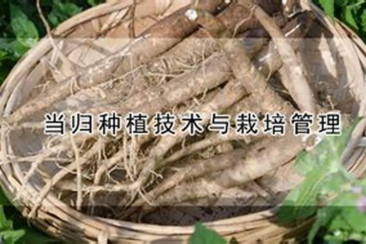 当归烂根的原因是什么