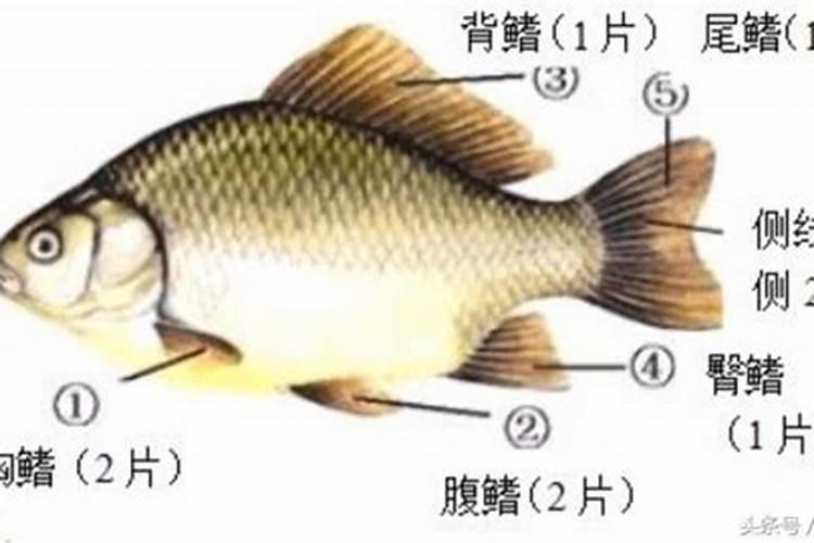 化肥中的氮磷钾对植物分别有什么作