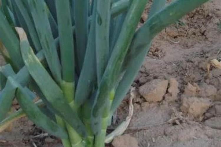 老师这架豆王是什么情况,