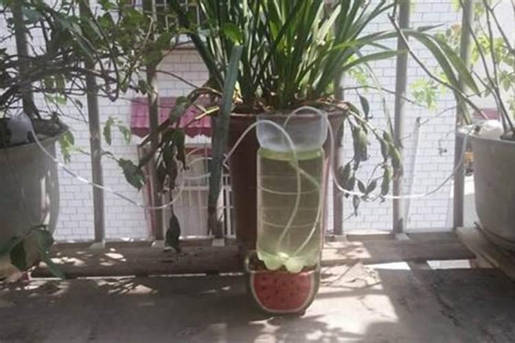 复合肥浇花多久施一次(复合肥多久给花施肥一次)
