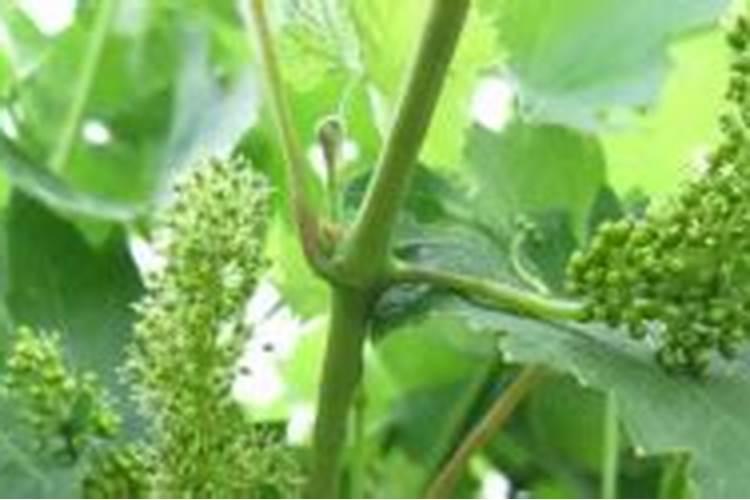 冬天需要不需要给花喷点叶面肥