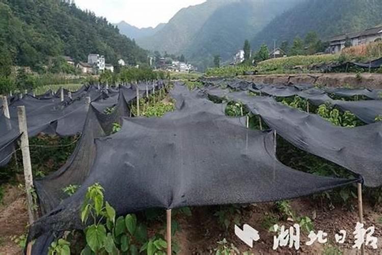 山桐子的栽培技术