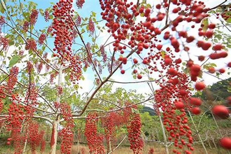 山桐子树的栽培技术