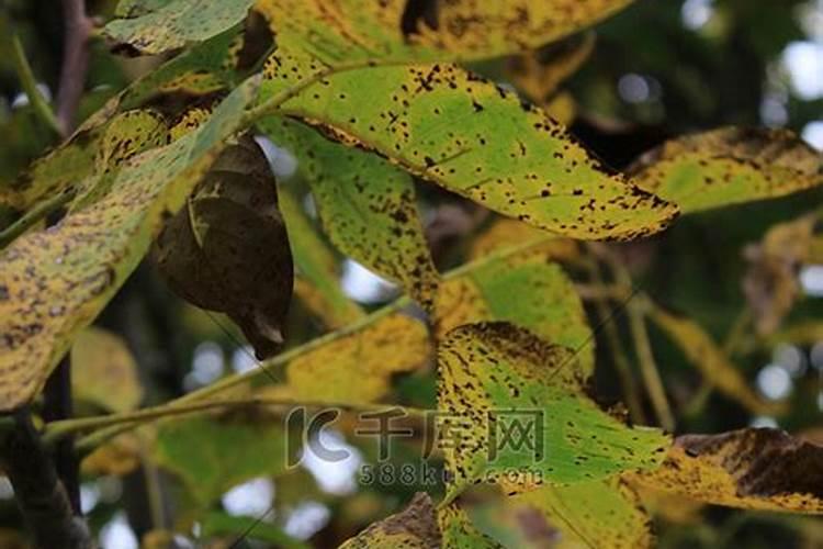核桃树叶子能沤肥吗？
