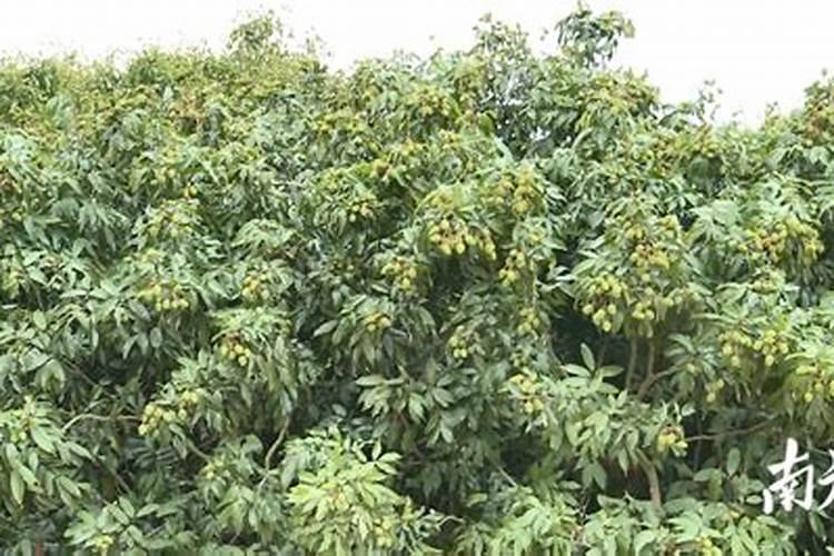 辣椒用什么肥料才能高产？