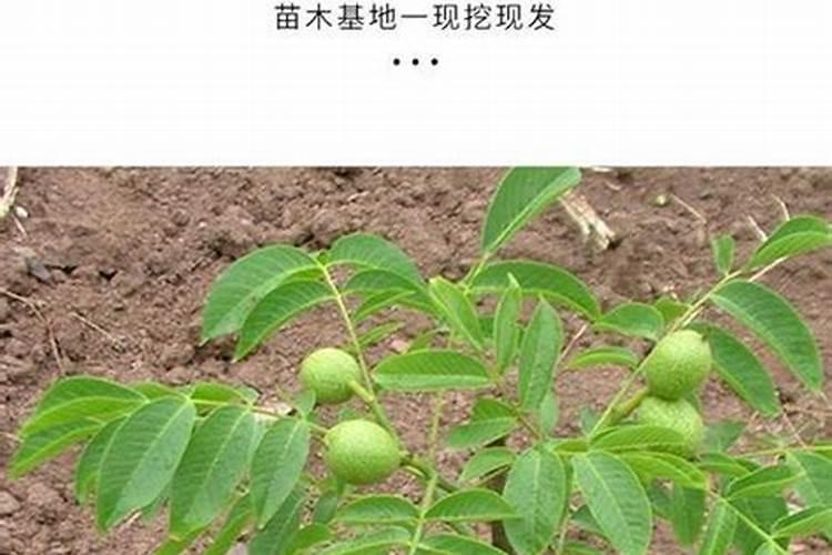 栀子花开花期可以使用磷酸二氢钾浇灌吗？
