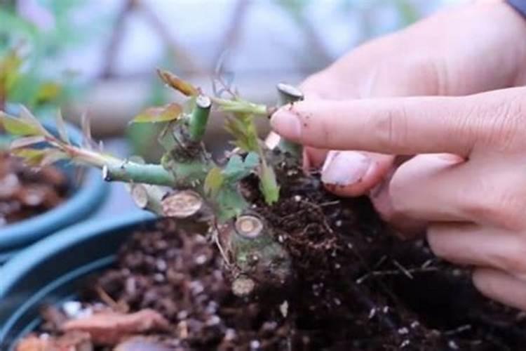 月季发芽后怎么养护