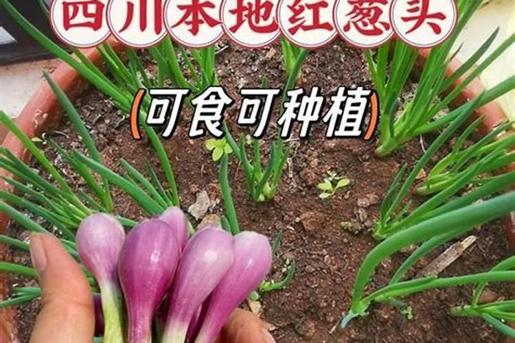 前茬是水稻收割完后种红葱可以吗？