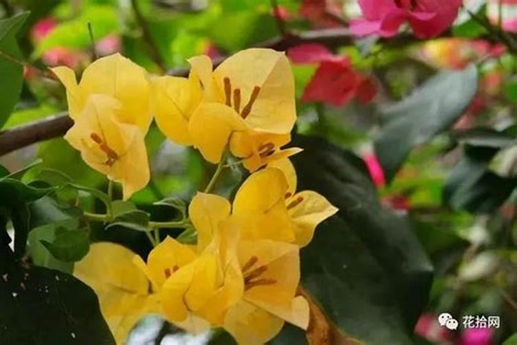 香叶是香樟树的叶子吗