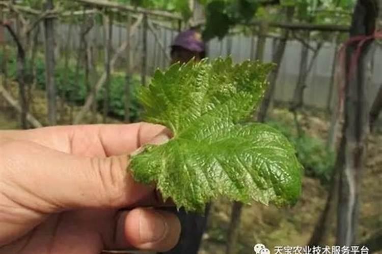 水稻什么时候灌浆 水稻灌浆期要如何管理