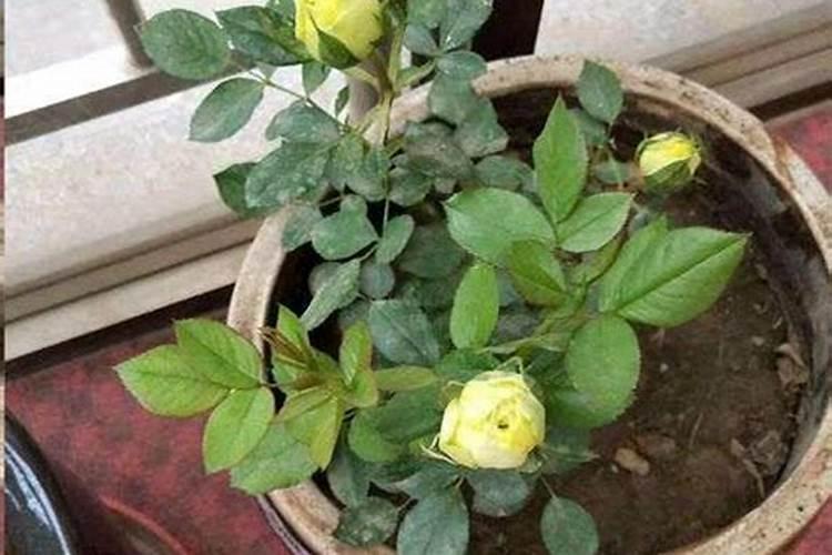 一年四季可以种的蔬菜有哪些 露天蔬菜种植时间表