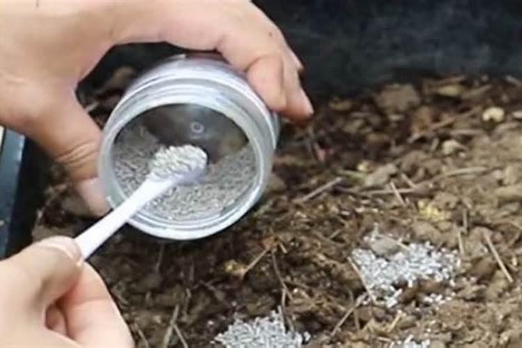 金弹子盆景如何合理配土用什么土壤最合适