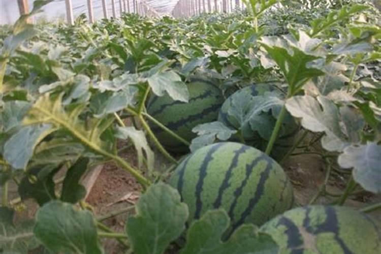 斤水溶肥兑多少水,水溶肥如何使用效果才好