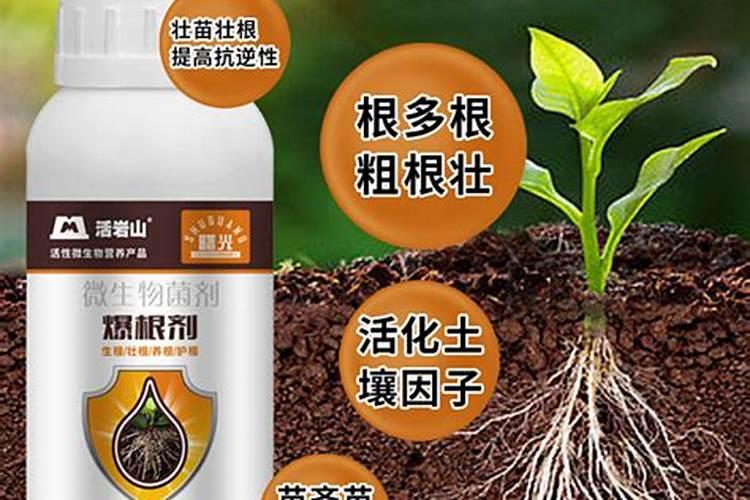 无根兰花催根办法