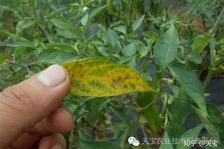 药害肥害怎样看
