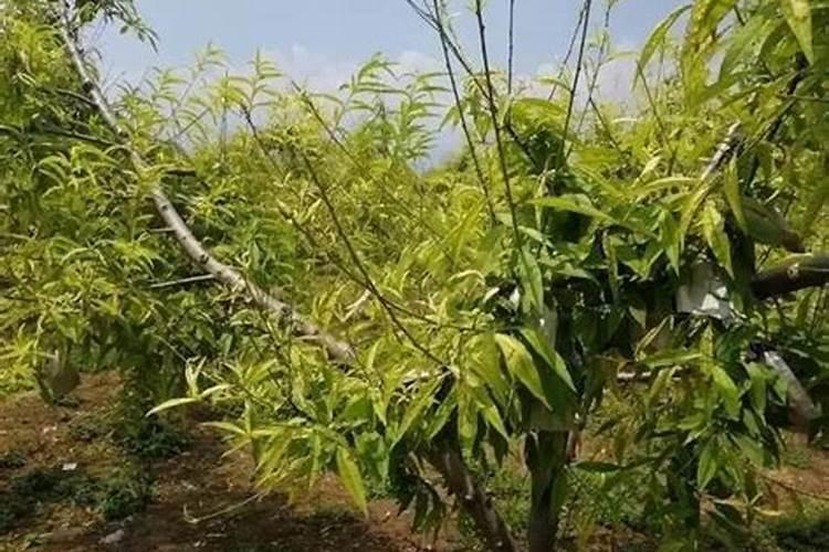 春季桃树施什么肥好