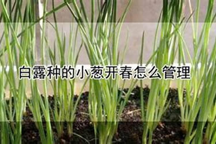 大葱什么时候追肥合适,高产追肥方法