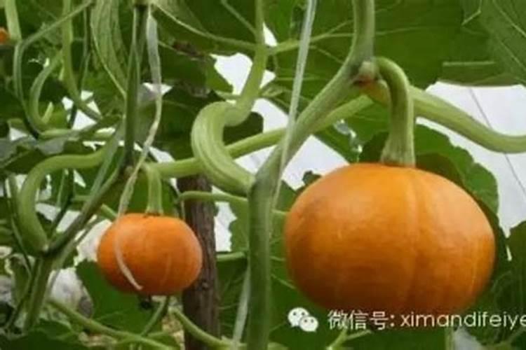 家庭盆栽的南瓜不结果是啥肥多