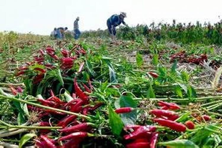 辣椒育苗土为什么要加大氮、磷肥的用量？