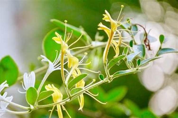 金银花开花的时候可以施肥吗