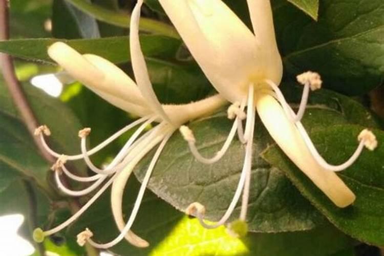 扦插金银花萌芽了可以喷叶面肥吗？