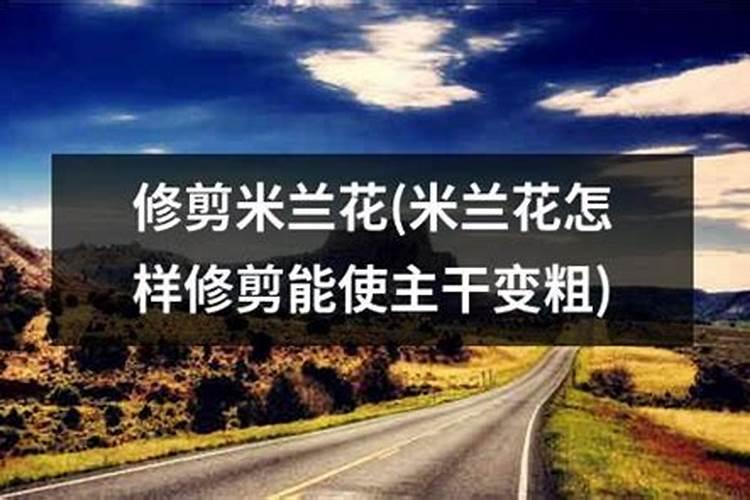 兰花的花杆细长不壮实是什么原因？