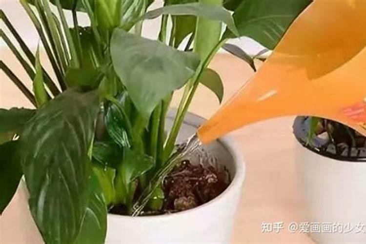 煮熟的黄豆能直接埋在土中当肥料吗？