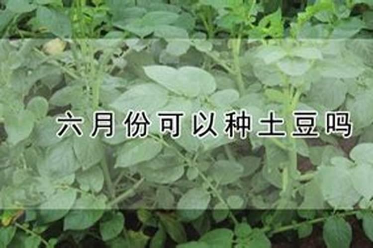 土豆什么时间冲施钾肥？
