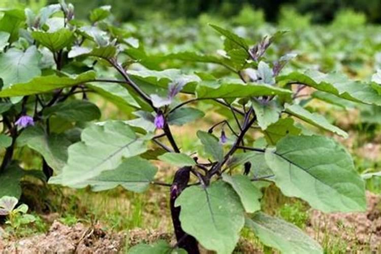 芸苔素内酯在茄子上使用有什么效果