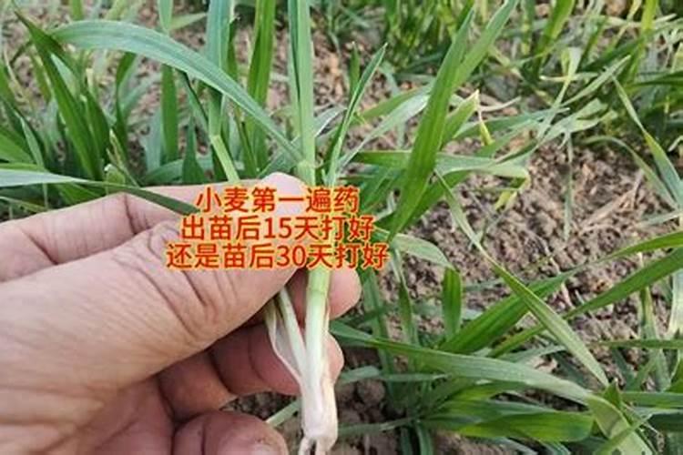 如何种植半夏？