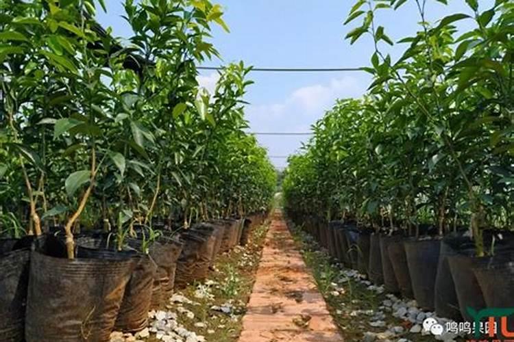 十月沃柑该施什么肥料？
