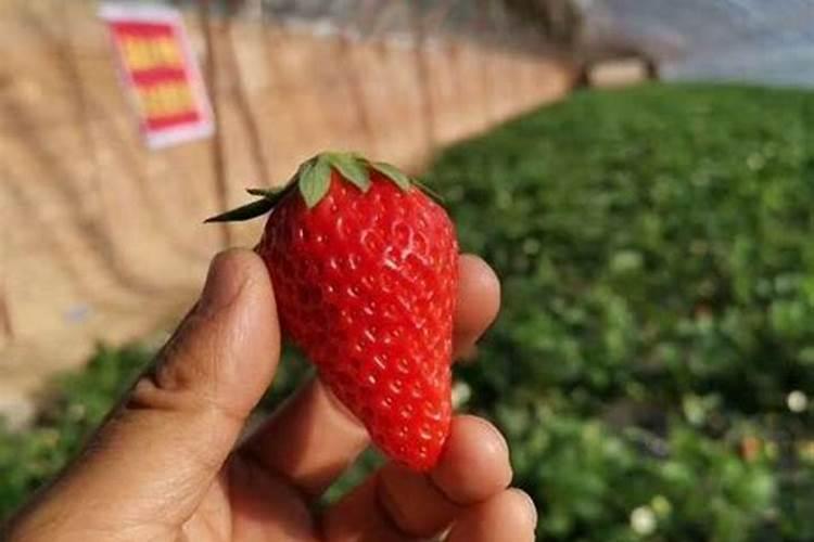 小麦灌浆期喷什么叶面肥和农药好